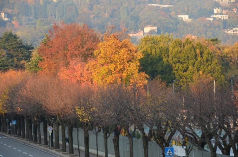 Como – alberi autunnali, Nov.2015 (Lombardia)