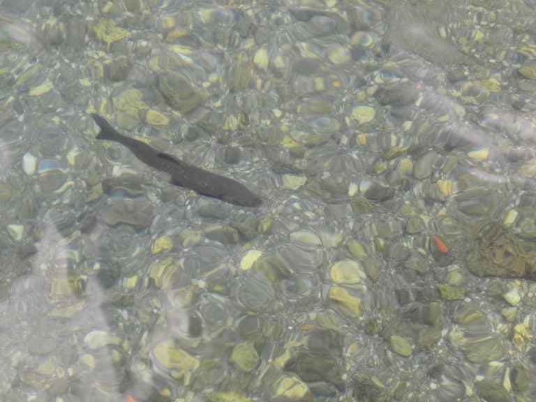 Italia, Lago di Como – pesce, mag. 2014 (Lombardia)