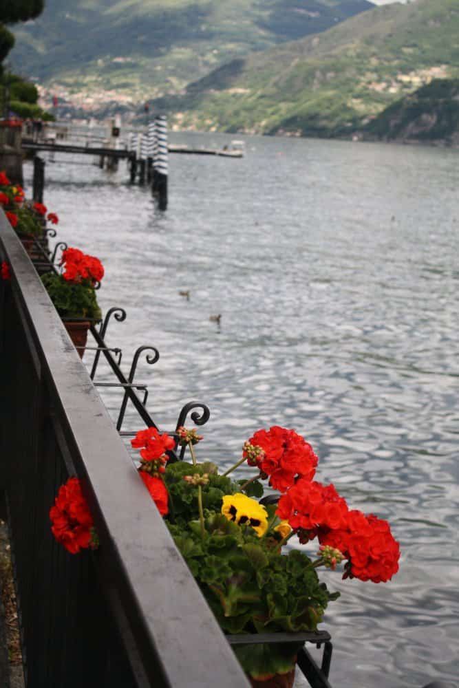 Italia, Lago di Como – fiori rossi, mag. 2014 (Lombardia)