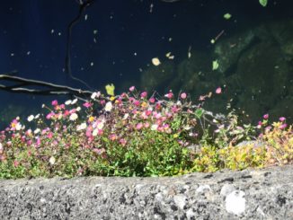 Italy, Clusone – flowers and church, Aug.2013