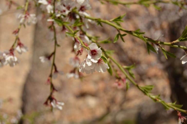 Spain, Consuegra – spring, Mar.2014