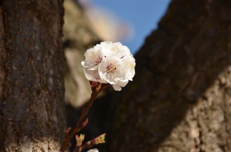 Spain, Consuegra – blossom, Mar.2014