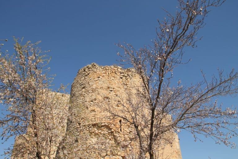Spain, Consuegra – castle and trees, Mar.2014