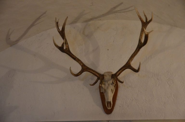 Romania, Hunedoara – antler, Apr.2014 (Hunedoara)