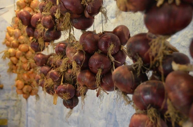 England, RococoGarden – onions, Oct.2013 (Cotswolds)