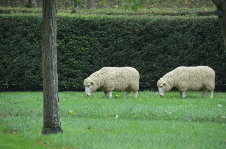 England, RococoGarden – sheep, Oct.2013 (Cotswolds)