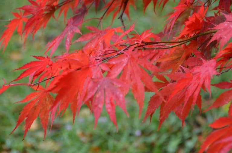 England, RococoGarden – maple, Oct.2013 (Cotswolds)