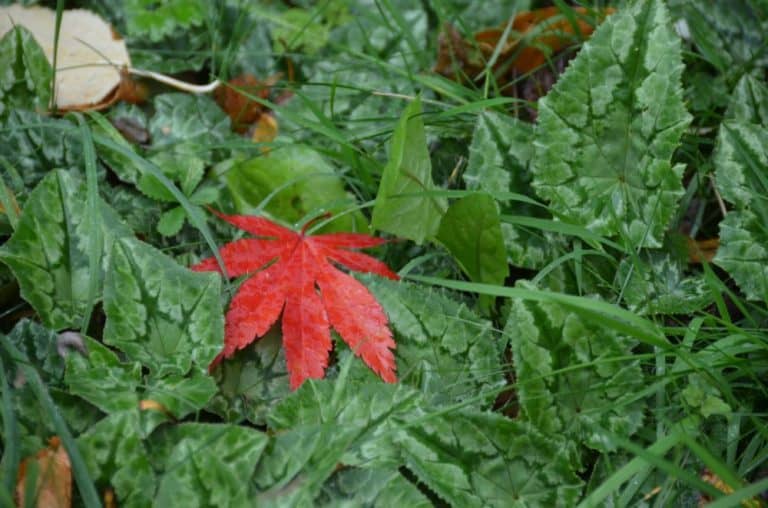 England, RococoGarden – red in green, Oct.2013 (Cotswolds)