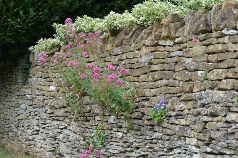 cotswolds-walking-13 (コッツウォルズ)