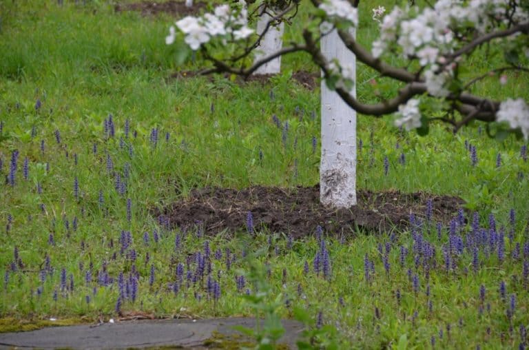 Romania, Cozia Monastery – spring, Apr. 2014 (Valcea)