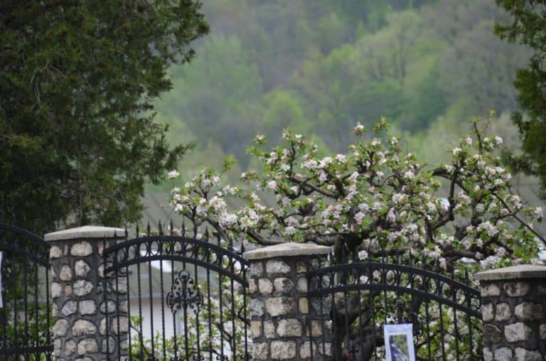 Romania, Cozia Monastery – fence and blossoms, Apr. 2014 (Valcea)