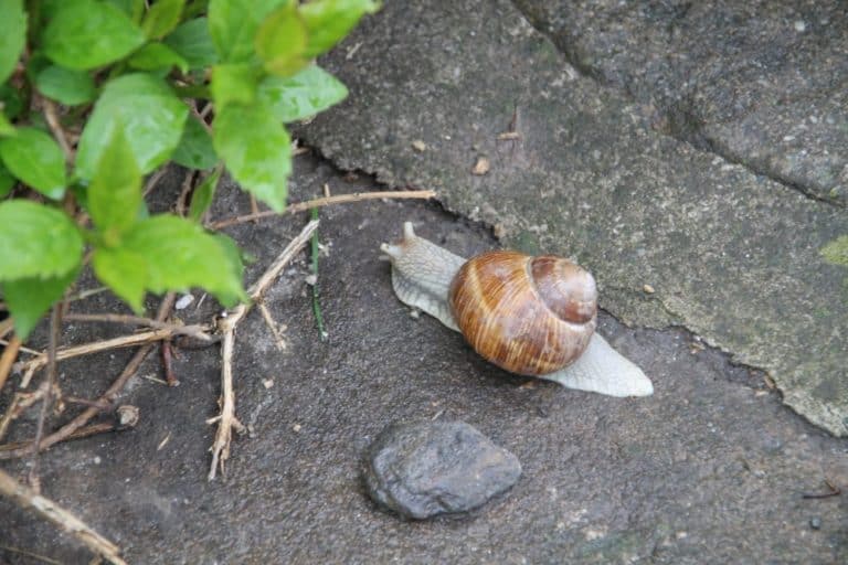 Romania, Cozia Monastery – snail, Apr. 2014 (Valcea)