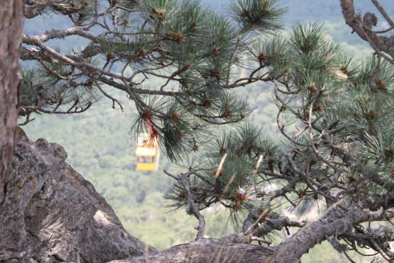 Crimea, Ai-Petri – pine tree, July 2013 (Crimea)