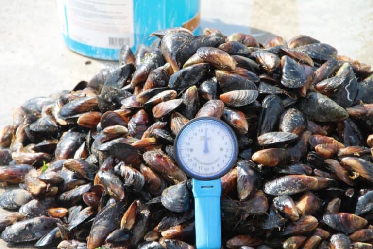 Crimea, Balaklava – mussels, July 2013 (Sebastopol)