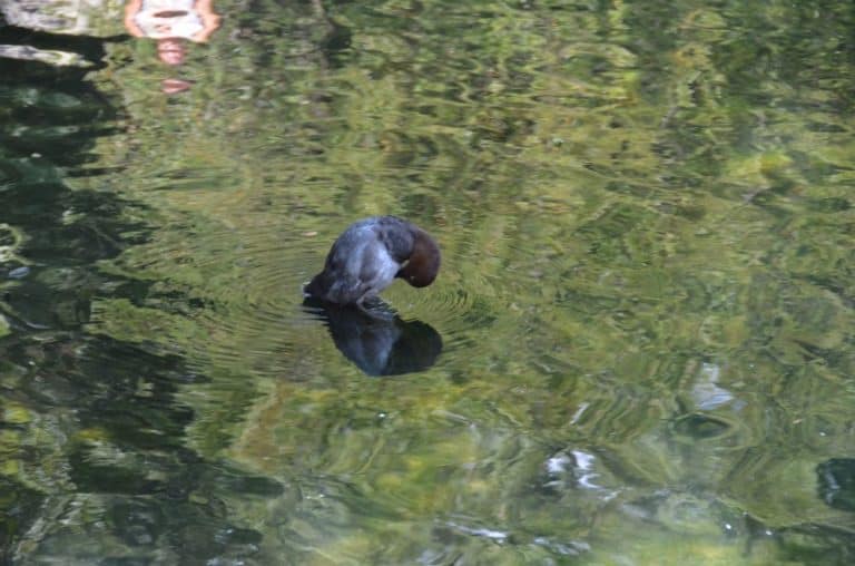 Crimea, Vorontsuov Palace – pigeon, July 2013 (Crimea)
