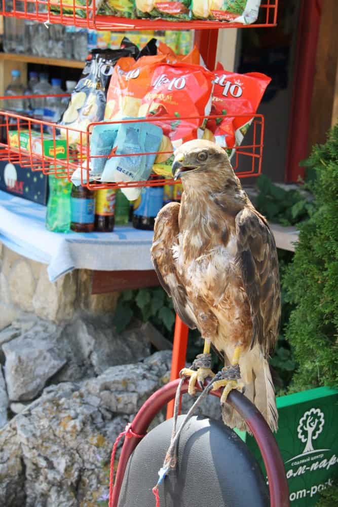 Crimea – hawk, July 2013 (Crimea)