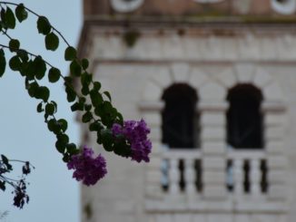 Croatia, Zadar – flowers and windows, July 2014