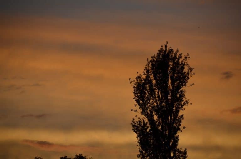 Croatia, Zadar – tree, July 2014 (Zadar)