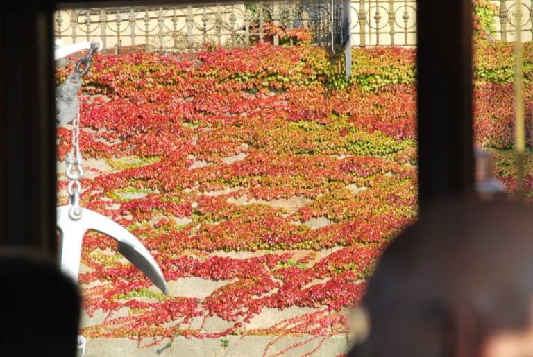 Czech, Prague – coloured leaves, Sept.2013 (Praga)