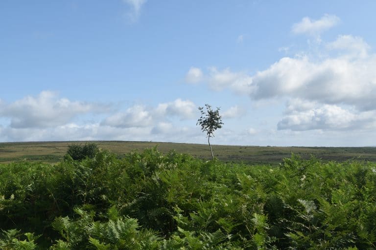 Dartmoor (21) (ダートムーア)