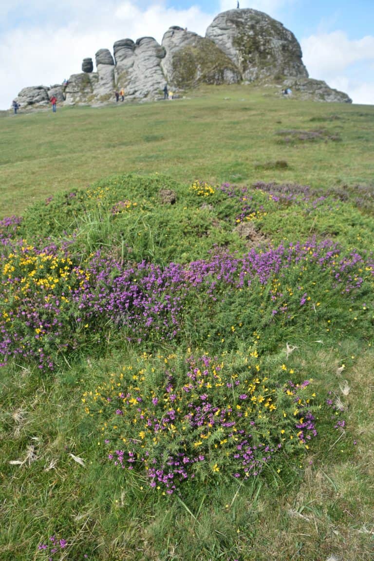 Dartmoor (25) (ダートムーア)