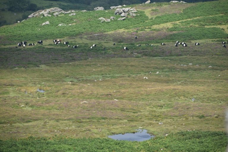 Dartmoor (28) (ダートムーア)