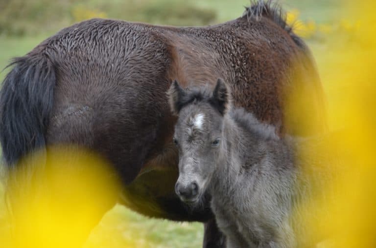 Ponis salves