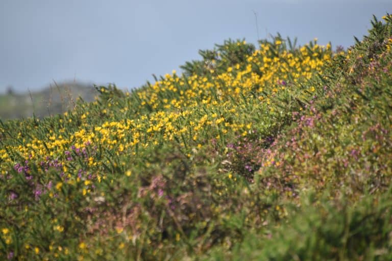 Dartmoor (40) (ダートムーア)