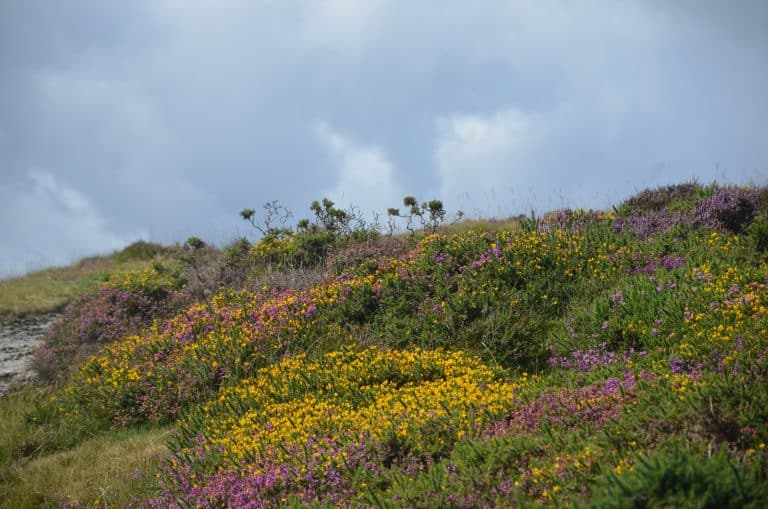 Dartmoor (41) (ダートムーア)