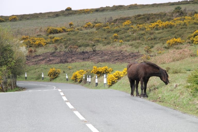 tor – horse on the road, May 2015 (Dartmoor)
