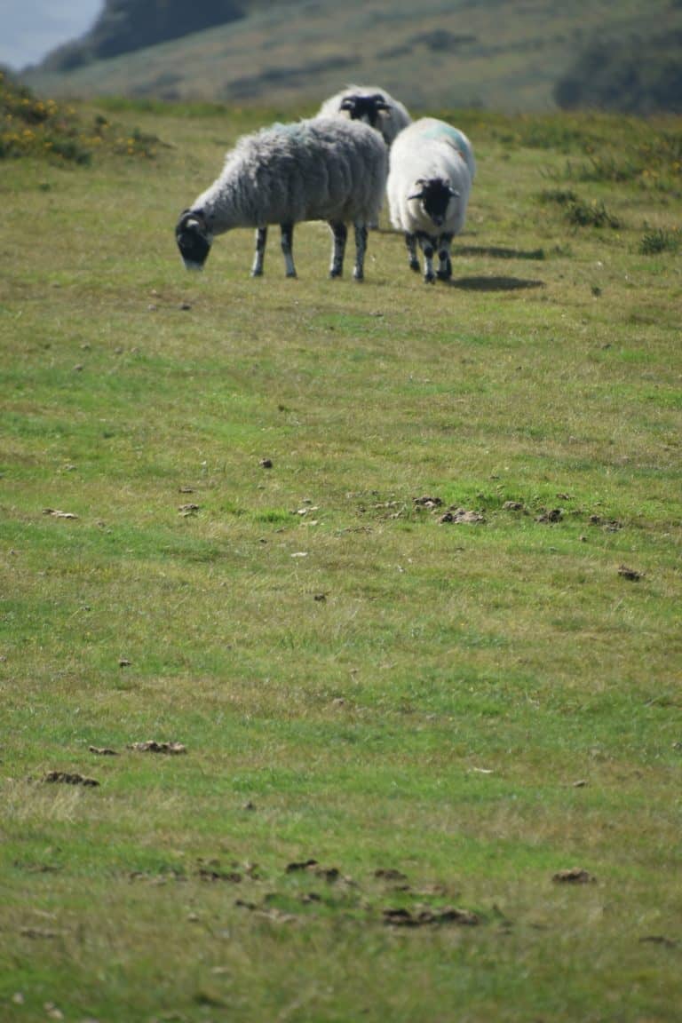 Dartmoor (44) (ダートムーア)