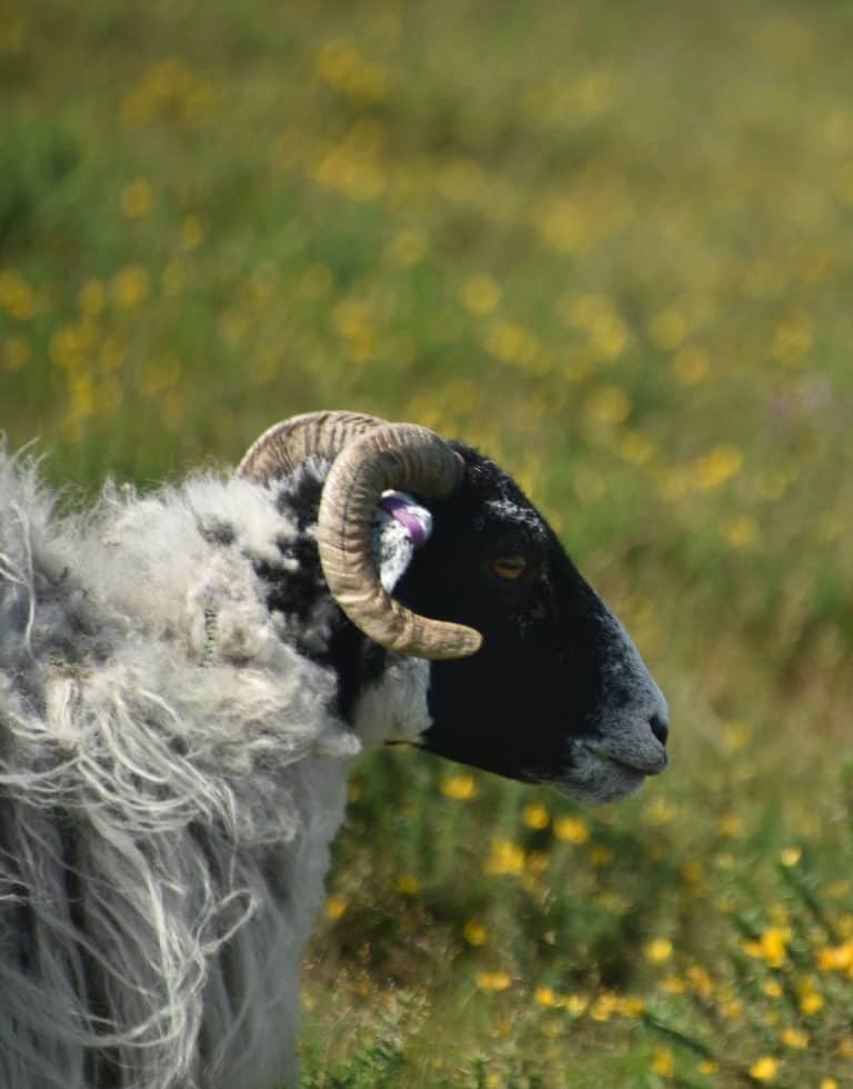 Dartmoor (46) (ダートムーア)