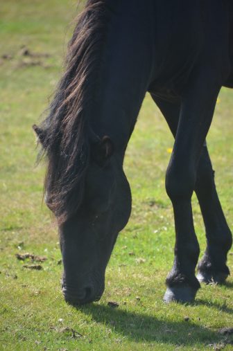 England-Devon-Dartmoor-wild pony