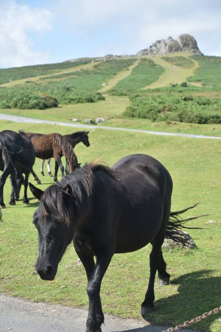 Dartmoor (49) (ダートムーア)