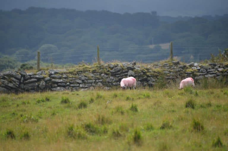 Dartmoor (61) (Dartmoor)