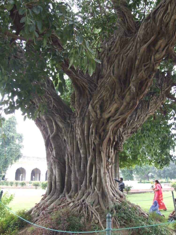 India, Delhi – tree, Sept. 2006 (Delhi)