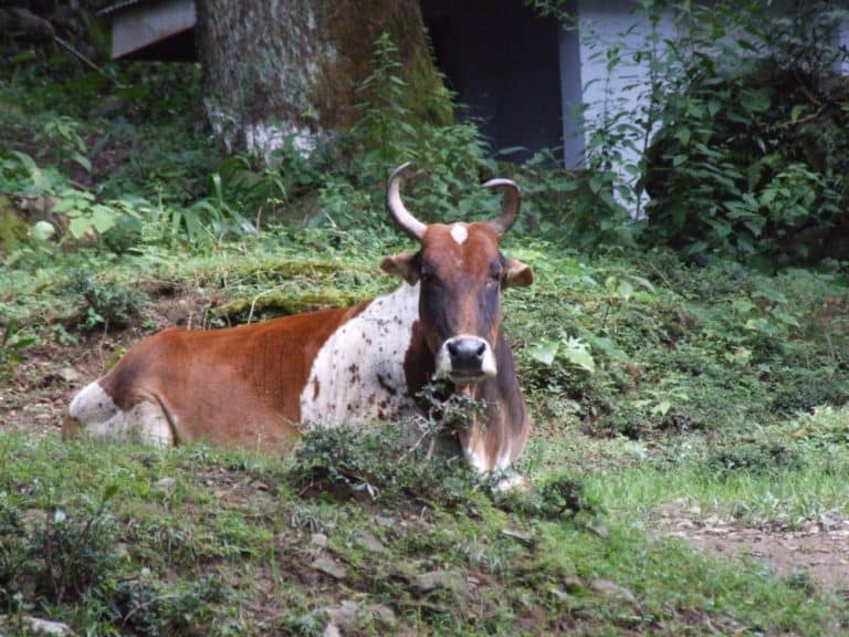 India, Dharamsala – cow, Sept.2006 (Dharamsala)