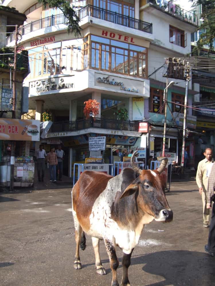 India, Dharamsala – cow in town, Sept.2006 (Dharamsala)