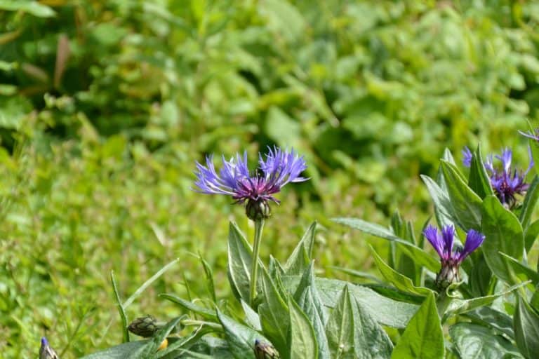 Dorchester – purple flowers, May 2015 (Dorset)