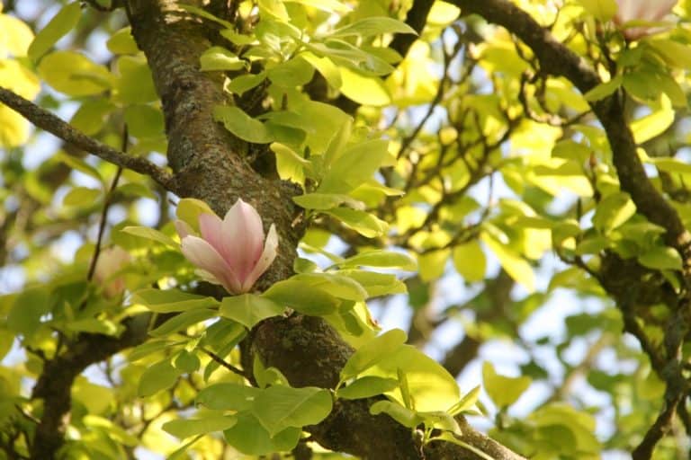 Dorchester – blossom, May 2015 (Dorset)