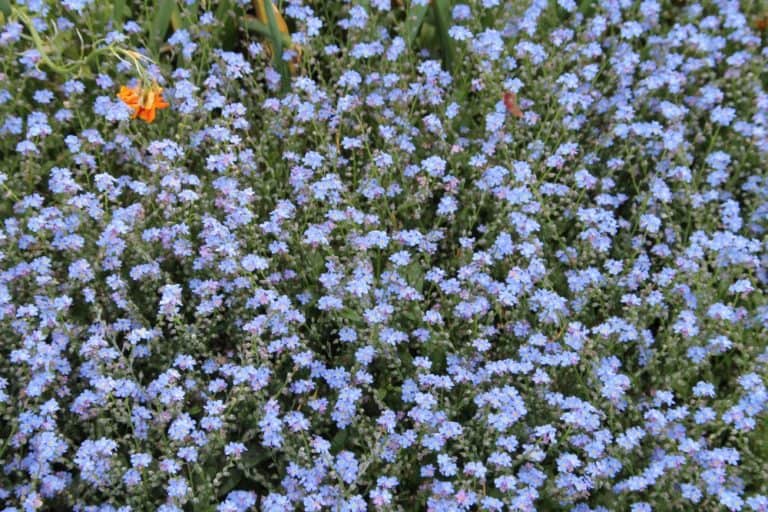 Dorchester – orange in blue, May 2015 (Dorset)