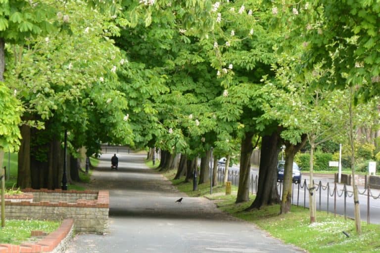 Dorchester – avenue, May 2015 (Dorset)