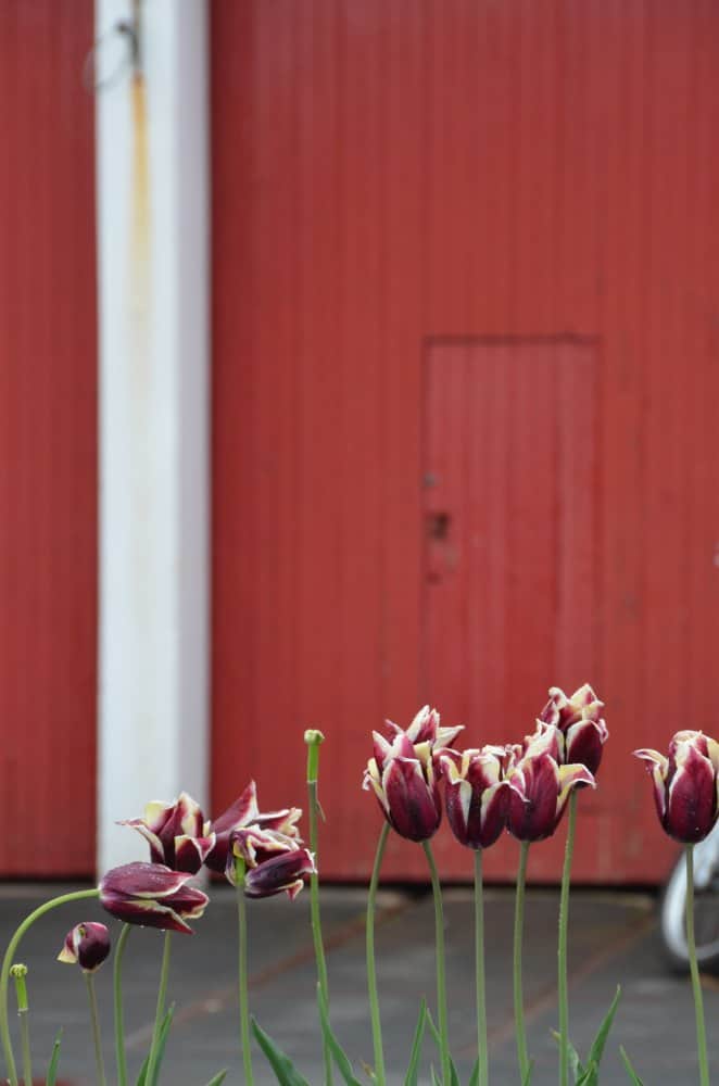 Isle of Man, Douglas – tulips, May 2014 (Isle of Man)