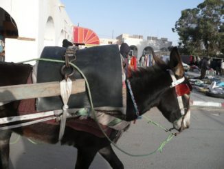 チュニジア、ドゥーズ－穀物 2008年12月