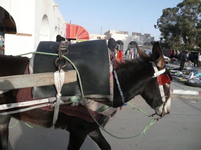 Tunisia, Douz – donky, Dec.2008 (Douz)