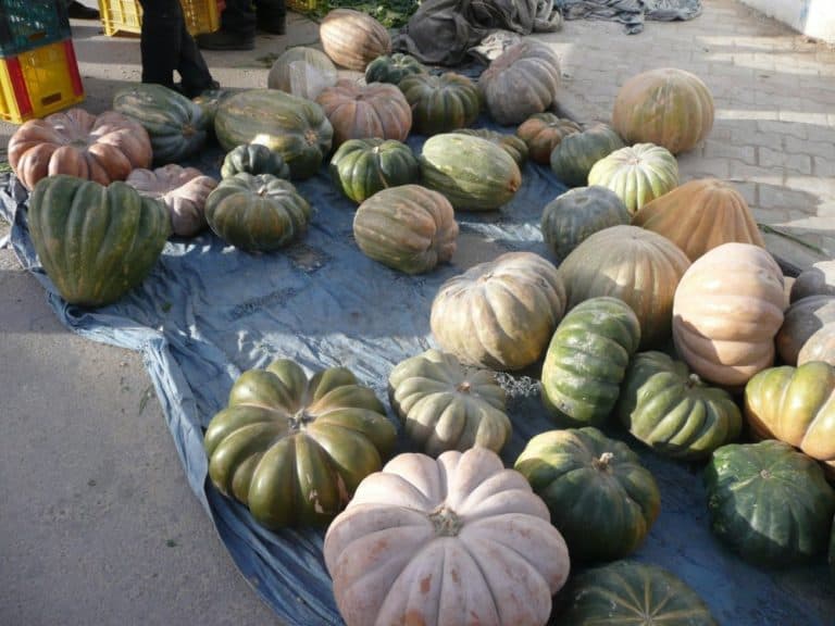 Tunisia, Douz – pumpkin, Dec.2008 (Douz)