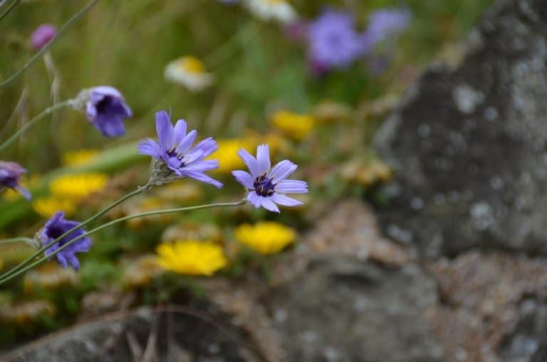 England, Eastbourne – flowers, July 2014 (Eastbourne)