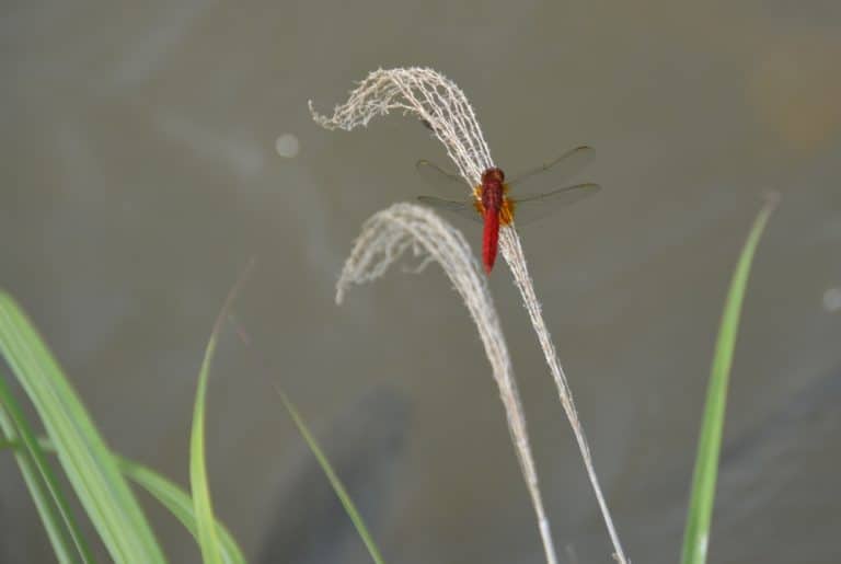 Edo – dragon fly, May 2015