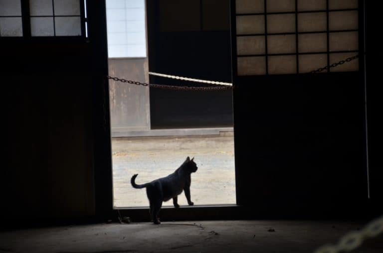 Edo – cat, May 2015