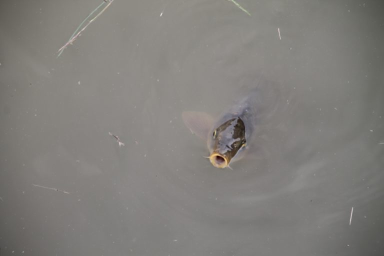 Edo – carp, May 2015